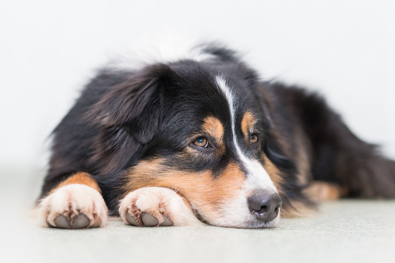 Lire la suite à propos de l’article CBD pour chien : le bien-être de notre meilleur ami