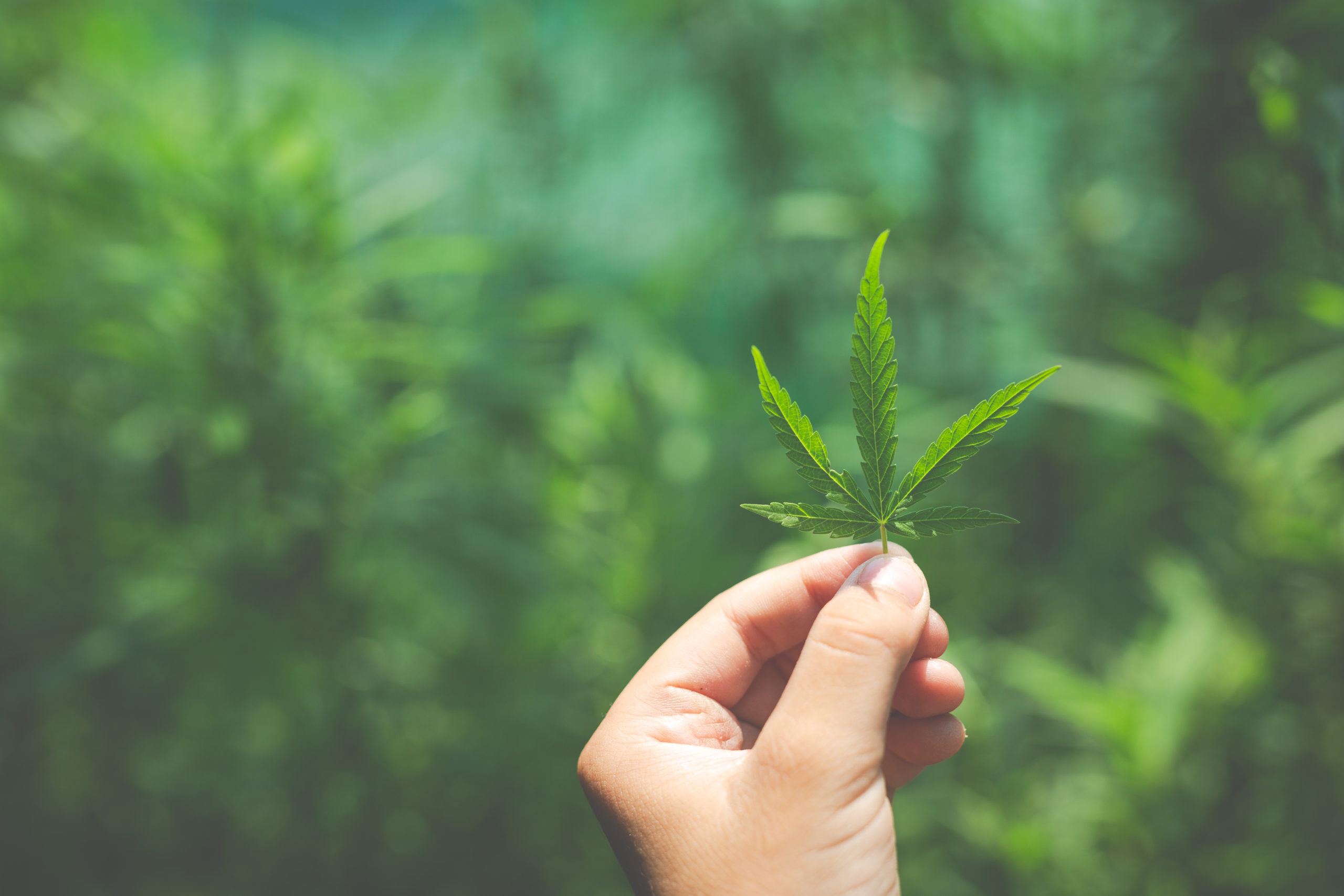 Lire la suite à propos de l’article Cannabis légal : qu’est-ce que c’est ?